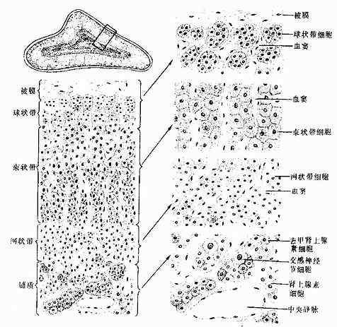 肾上腺显微镜结构图图片