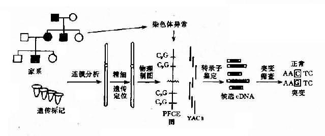图7-5 pert87系列探针对7个dmd患儿的sorthern印迹分析图中患儿1,7无