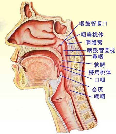 咽解剖结构图