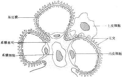 肾小球小叶示意图