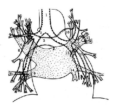 右肺动脉4.下后静脉干 5.右下肺动脉干 6.肺门角7.中间支气管 8.