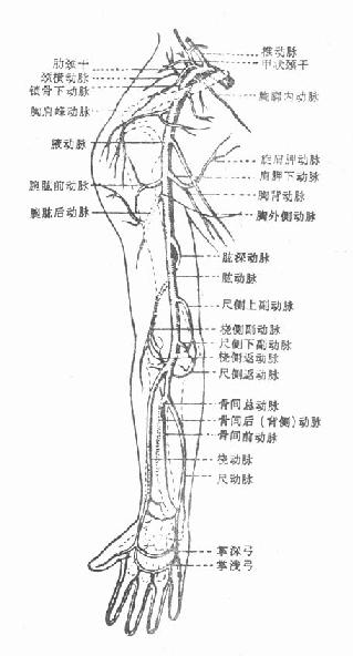 胳膊血管解剖图图片