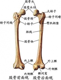 髀骨在人体的位置图片