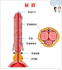 男性尿道三个狭窄部位图片