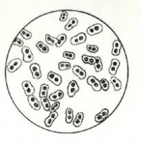 球菌模式图手绘图片