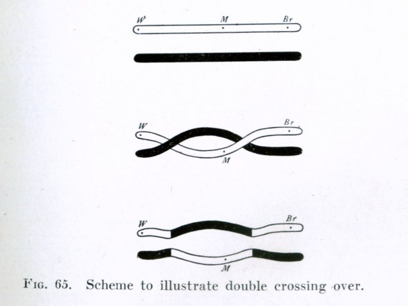 文件:Morgan crossover 2.jpg