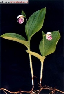 斑花杓兰