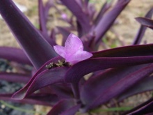 紫鸭跖草