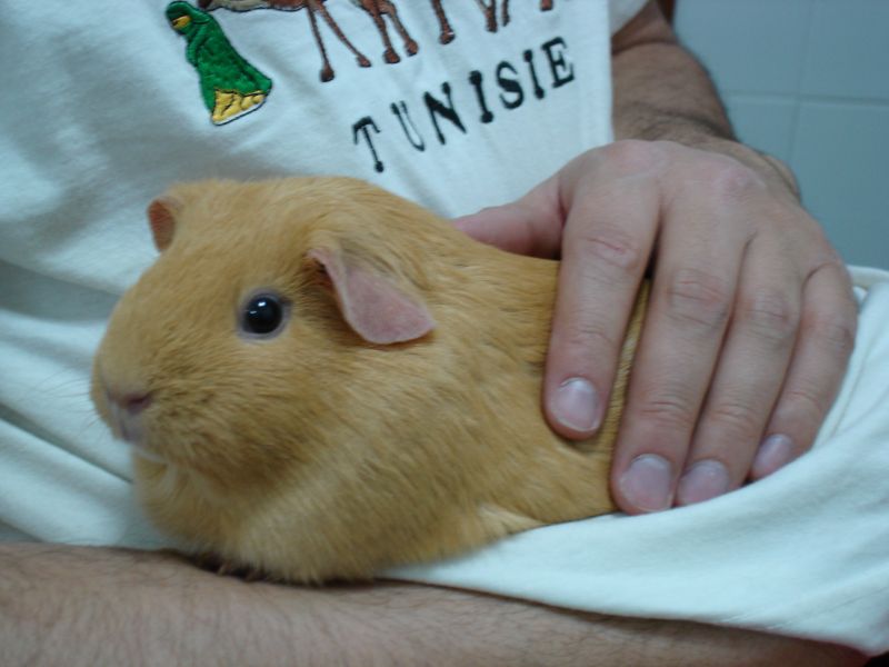 文件:Cavia porcellus 002.jpg