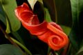 Anthurium scherzerianum 2.jpg