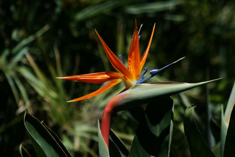文件:Bird of Paradise flower.jpg