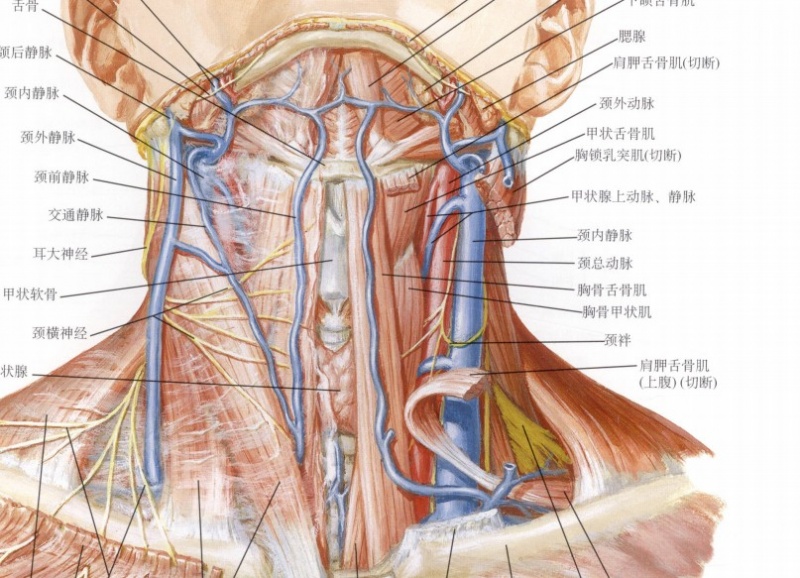 文件颈内静脉jpg